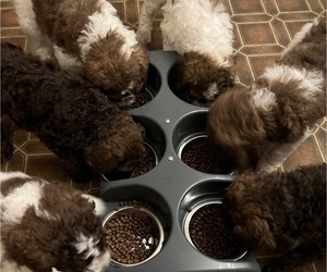 Poodle (Standard) Litter for sale in SAN ANTONIO, TX, USA