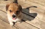 Small Photo #1 Cowboy Corgi Puppy For Sale in BEMIDJI, MN, USA