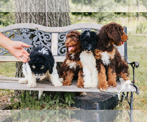 Bernedoodle Litter for sale in CARLOCK, IL, USA
