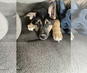 Alusky-German Shepherd Dog Mix Litter for sale in CUMBERLAND, RI, USA