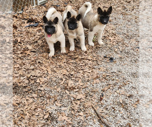 Akita Litter for sale in MEM, TN, USA