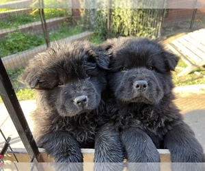 Chow Chow Litter for sale in LOS ANGELES, CA, USA