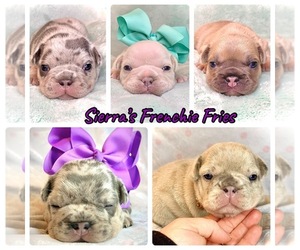 French Bulldog Litter for sale in HEATH, OH, USA