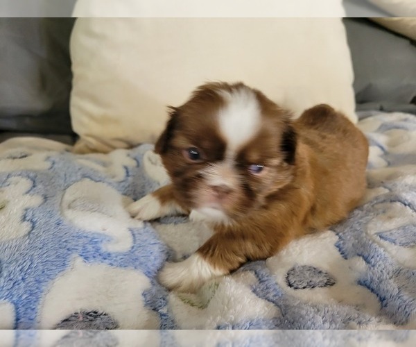 Medium Photo #1 Shih Tzu Puppy For Sale in THOMASTON, CT, USA