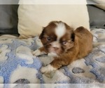 Small Photo #1 Shih Tzu Puppy For Sale in THOMASTON, CT, USA