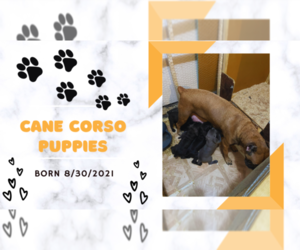 Cane Corso Litter for sale in ANTIOCH, TN, USA