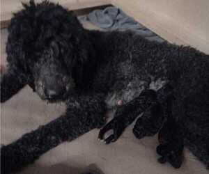 Poodle (Standard) Litter for sale in AND, SC, USA