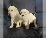 Small Photo #1 Labrador Retriever Puppy For Sale in CUTLER, OH, USA