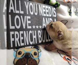 French Bulldog Litter for sale in STOCKTON, MO, USA