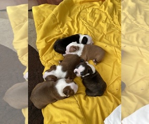 Boston Terrier Litter for sale in DISCOVERY BAY, CA, USA