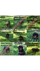 Rottweiler Litter for sale in CARTHAGE, IN, USA