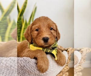 Australian Labradoodle Litter for sale in PORT ORCHARD, WA, USA