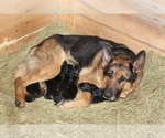 Small Photo #1 German Shepherd Dog Puppy For Sale in WESTCLIFFE, CO, USA