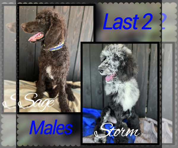 Medium Photo #1 Poodle (Standard) Puppy For Sale in COMMERCE, GA, USA