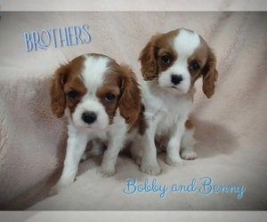 Cavalier King Charles Spaniel Litter for sale in STANLEY, WI, USA