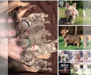 French Bulldog Litter for sale in PLACERVILLE, CA, USA