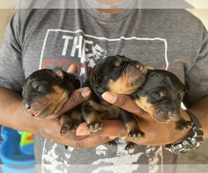 Rottweiler Litter for sale in FORT WORTH, TX, USA