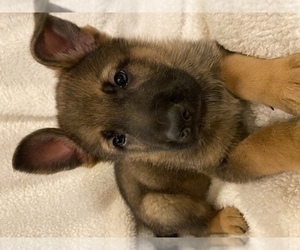 German Shepherd Dog Litter for sale in GLOUCESTER, VA, USA