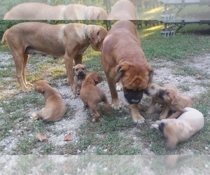 Cane Corso Litter for sale in REDKEY, IN, USA