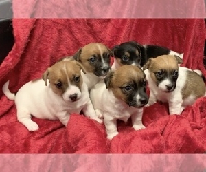 Jack Russell Terrier Litter for sale in ORIENTAL, NC, USA