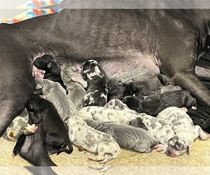 Great Dane Litter for sale in NEW HAVEN, CT, USA