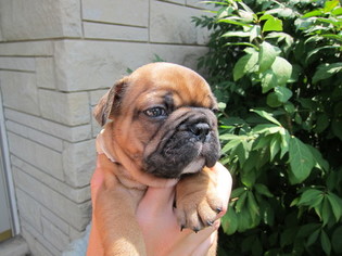 French Bulldog Litter for sale in LOCKPORT, IL, USA