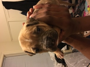 Staffordshire Bull Terrier Litter for sale in CHICAGO, IL, USA