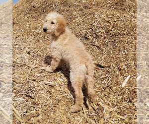 Goldendoodle Litter for sale in PEYTON, CO, USA