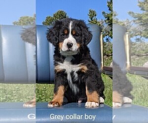 Bernese Mountain Dog Litter for sale in MONTROSE, CO, USA