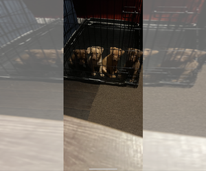 Patterdale Terrier Litter for sale in BURTONSVILLE, MD, USA