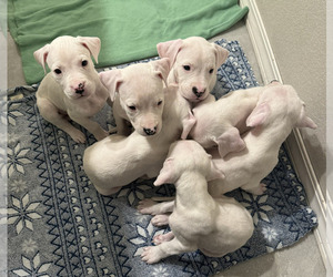 Dogo Argentino Litter for sale in COLORADO SPRINGS, CO, USA