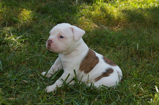 Medium Photo #1 Olde English Bulldogge Puppy For Sale in CABOOL, MO, USA