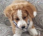 Small Photo #1 Miniature Bernedoodle-Poodle (Toy) Mix Puppy For Sale in HERRIMAN, UT, USA