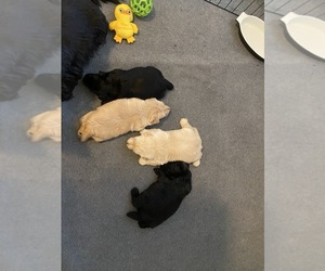 Scottish Terrier Litter for sale in FEDERAL WAY, WA, USA