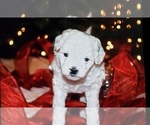 Small Photo #1 Poovanese-ShihPoo Mix Puppy For Sale in TILLER, OR, USA
