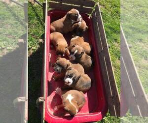 Boxer Litter for sale in SHELL KNOB, MO, USA
