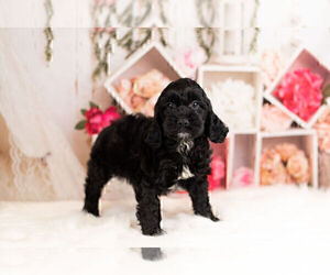 Cocker Spaniel-Poodle (Miniature) Mix Litter for sale in WARSAW, IN, USA