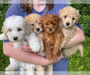 Bichpoo Litter for sale in STAFFORD SPRINGS, CT, USA