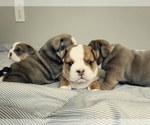 Small Bulldog