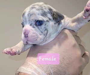 French Bulldog Litter for sale in NORTHLAKE, TX, USA