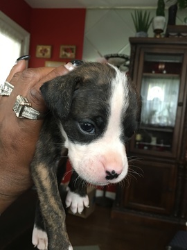 Medium Photo #1 Boxer Puppy For Sale in ENGLEWOOD, NJ, USA