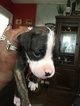 Small Photo #1 Boxer Puppy For Sale in ENGLEWOOD, NJ, USA
