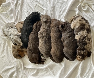 Double Doodle Litter for sale in GREENVILLE, SC, USA