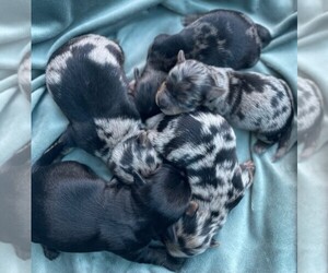 Yorkshire Terrier Litter for sale in RENO, NV, USA