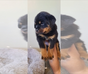 Rottweiler Litter for sale in DEL ROSA, CA, USA