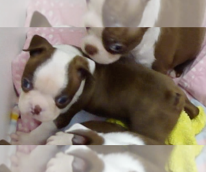 Boston Terrier Litter for sale in CRKD RVR RNCH, OR, USA