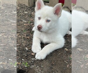 Pomsky Litter for sale in WOODSTOCK, CT, USA