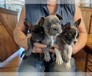 French Bulldog Litter for sale in LAMAR, MS, USA