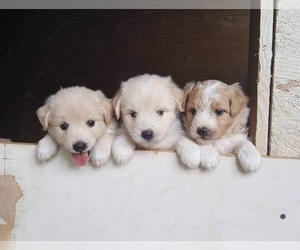 Medium Aussiedoodle Miniature 