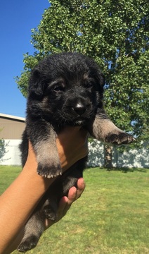 Medium Photo #1 German Shepherd Dog Puppy For Sale in HOBBS, NM, USA